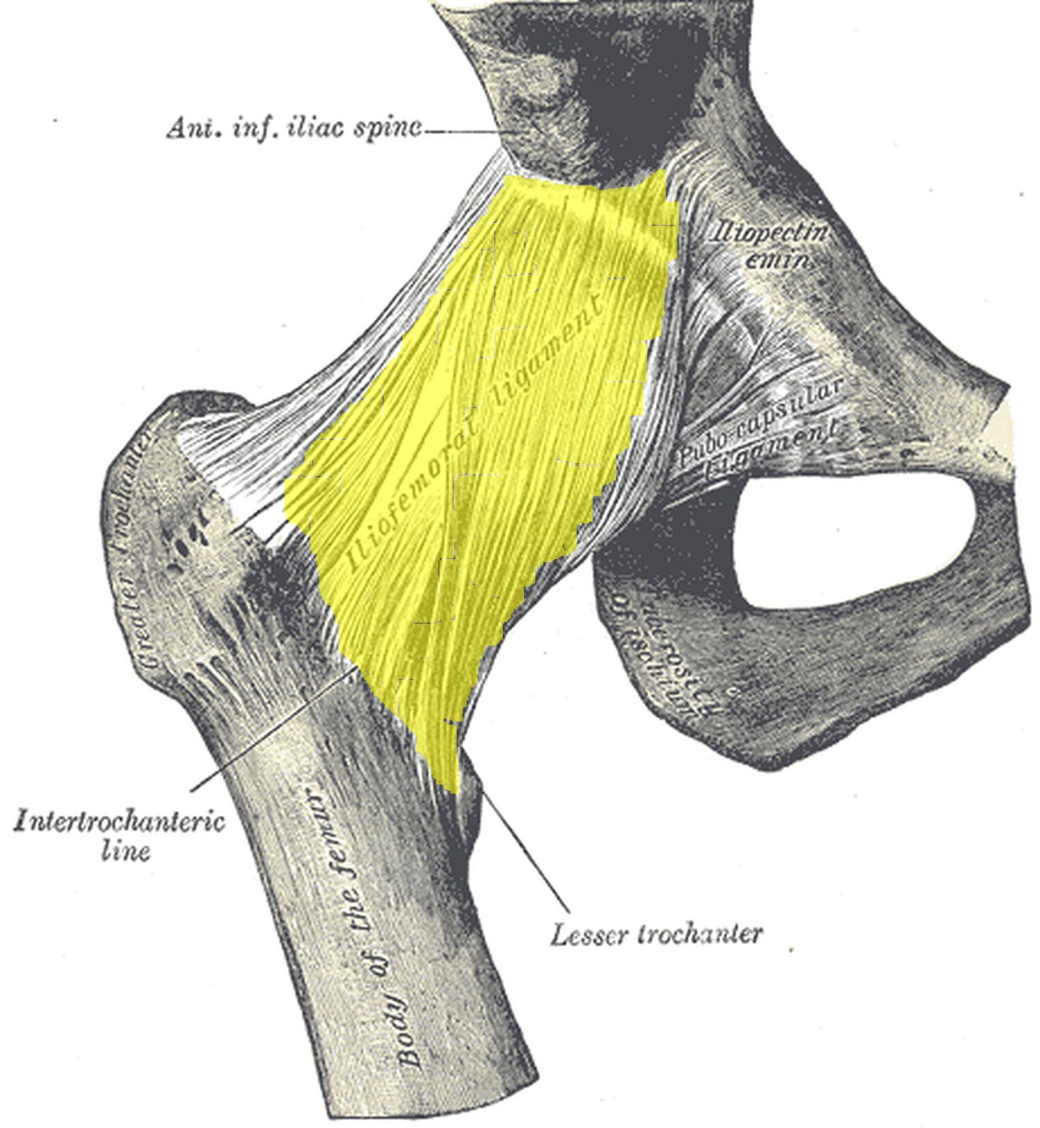 Ligaments of the hip joint