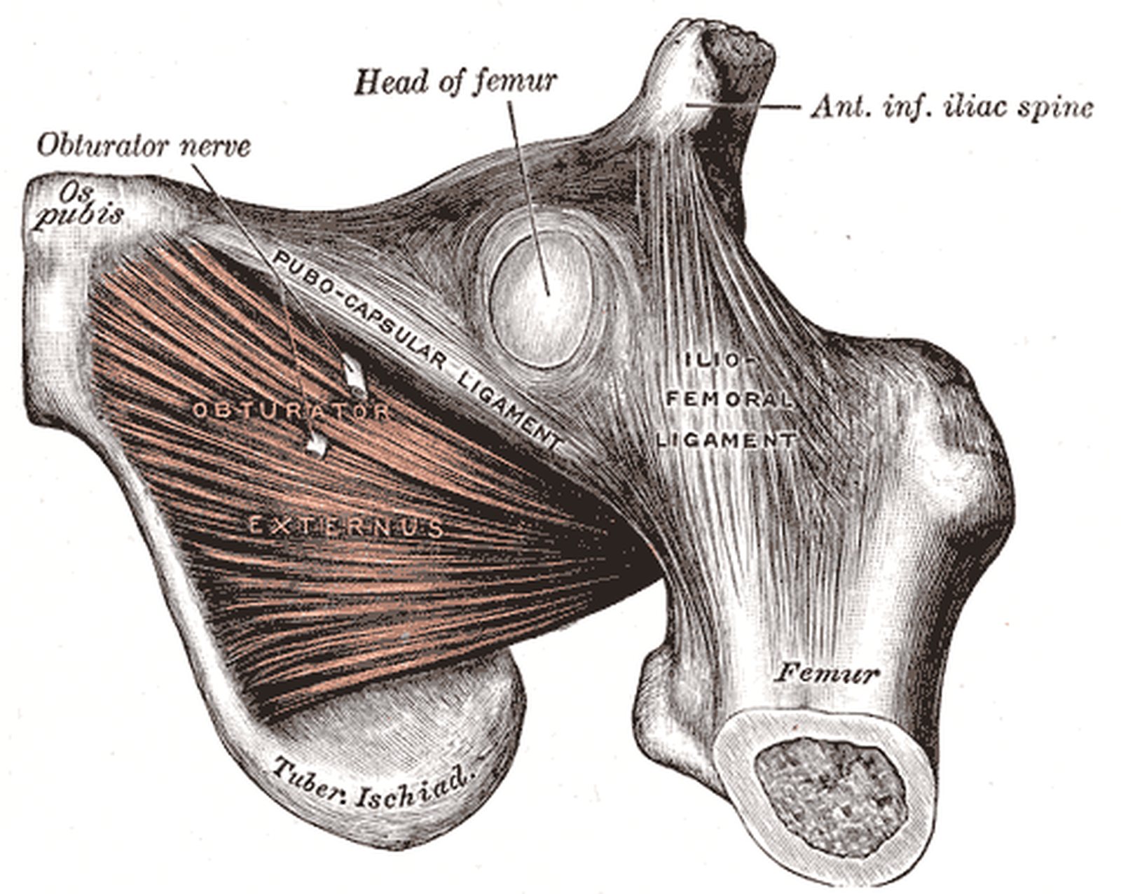 Adductor muscles of the hip