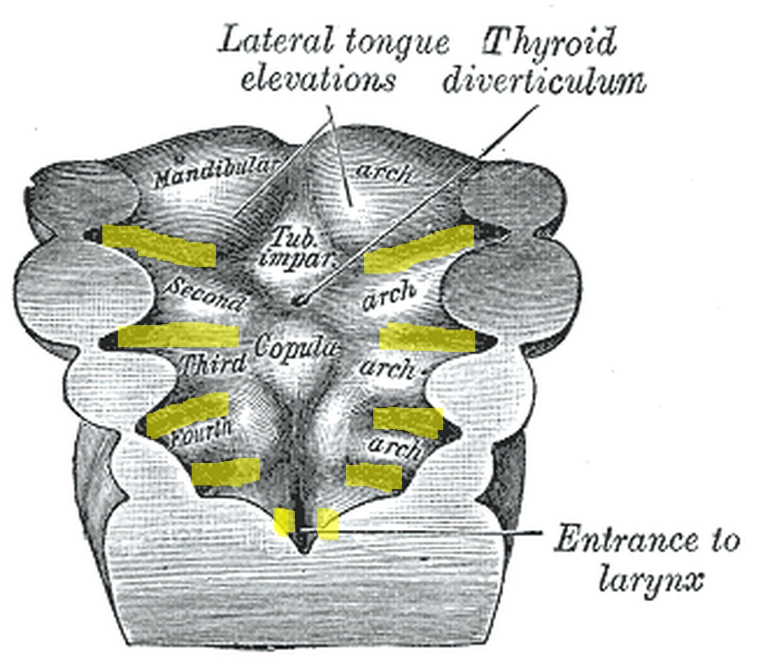 Pharyngeal arches, pouches and clefts